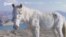 Азия 360°: как американская пятнистая аппалуза оказалась в Кыргызстане
