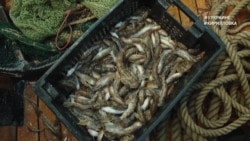 #ВУкраине: в Азовском море может быть уничтожен "рыбный роддом" #ВУкраине: в Азовском море может быть уничтожен "рыбный роддом"
